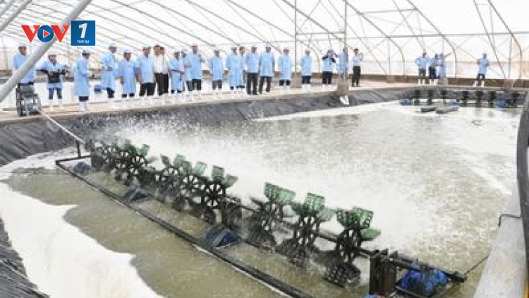 Giải pháp khuyến khích ứng dụng công nghệ cao trong nuôi tôm (22/6/2019)
