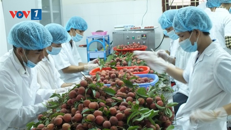 Việt Nam nằm trong tốp những nước xuất khẩu quả vải lớn nhất thế giới (14/6/2019)