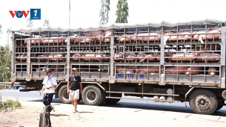 Cần xử lý nghiêm những kẻ "nối giáo cho dịch" (12/7/2019)