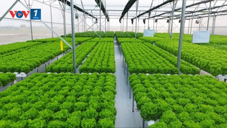 Đưa công nghệ cao vào sản xuất nông nghiệp, kinh nghiệm từ các địa phương (29/7/2019)