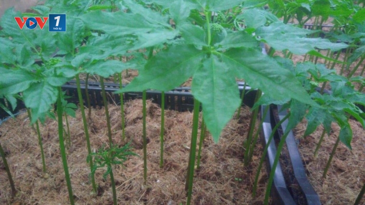 Sản phẩm saponia - sản phẩm dinh dưỡng sâm mầm tươi đầu tiên của Hàn Quốc được trồng ở Việt Nam (7/7/2019)
