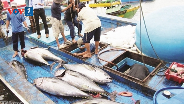 Khắc phục thẻ vàng thủy sản: Càu Mau triển khai những biện pháp mạnh (24/7/2019)