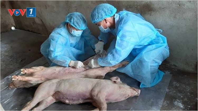 Giải pháp vacxin phòng chống dịch tả lợn châu Phi (12/7/2019)