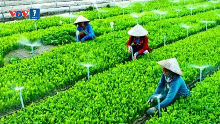 Hợp tác xã thúc đẩy kinh tế nông thôn (18/7/2019)