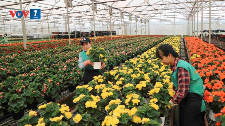 Dự án nông nghiệp tạo đà cho phát triển nông nghiệp bền vững (13/7/2019)