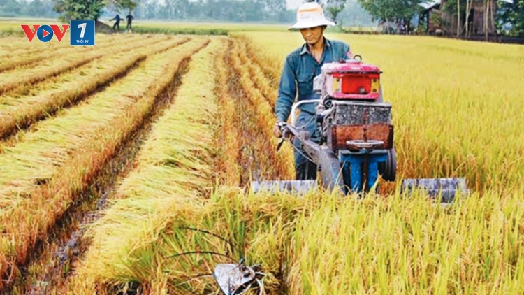 Sản xuất lúa lai cần hướng tới chuyên nghiệp hóa (23/7/2019)