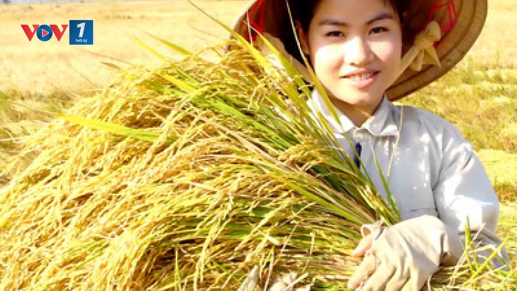 Nghe cách nông dân định vị thương hiệu lúa gạo (17/7/2019)