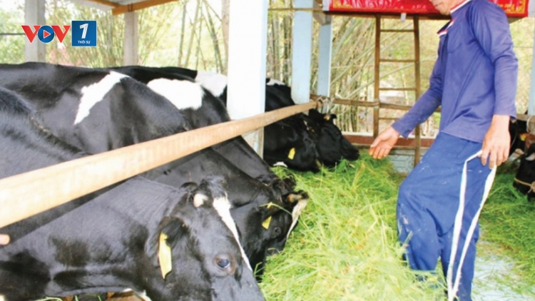 Chăn nuôi áp dụng công nghệ vi sinh thích ứng biến đổi khí hậu (28/8/2019)