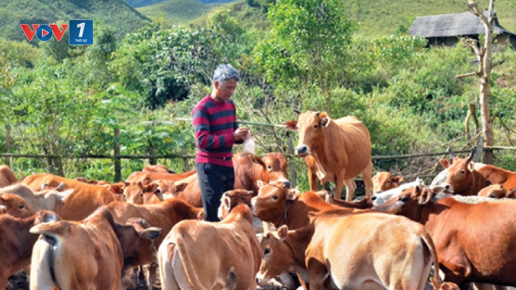 Giải pháp phát triển chăn nuôi đại gia súc các tỉnh miền núi phía Bắc (13/8/2019)