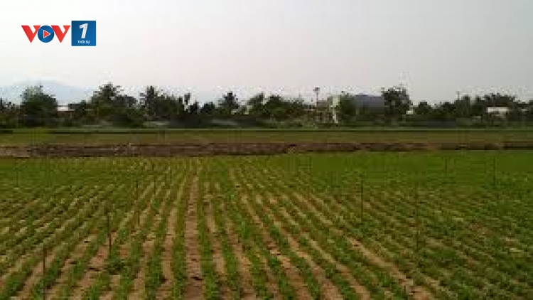 Ninh Thuận biến bất lợi thành lợi thế để phát triển nông nghiệp (1/8/2019)