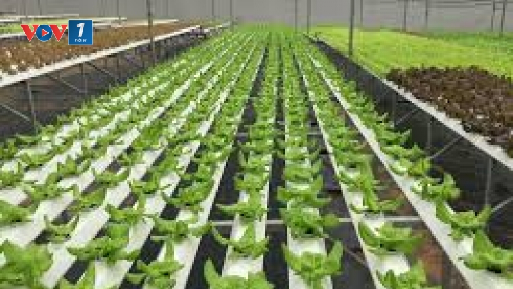 Nâng giá trị hàng nông sản bằng khoa học công nghệ (25/8/2019)