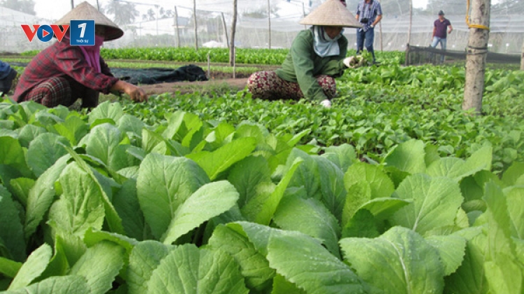 Sử dụng phân bón hữu cơ để có nền nông nghiệp an toàn (29/8/2019)