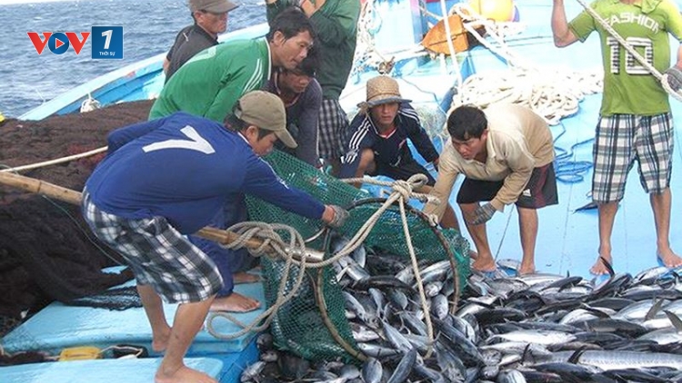 Gỡ thẻ vàng EC, vì một nghề cá có trách nhiệm phát triển bền vững (17/8/2019)