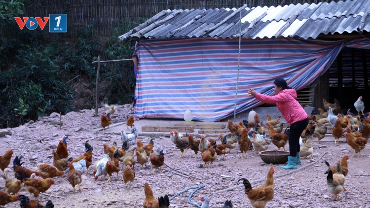 Chăn nuôi nhỏ lẻ và nhận thức trong công tác phòng chống bệnh cúm gia cầm (27/8/2019)