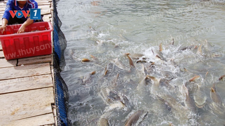 Nuôi thủy sản trên biển, tiềm năng nhiều, thách thức lớn (23/8/2019)