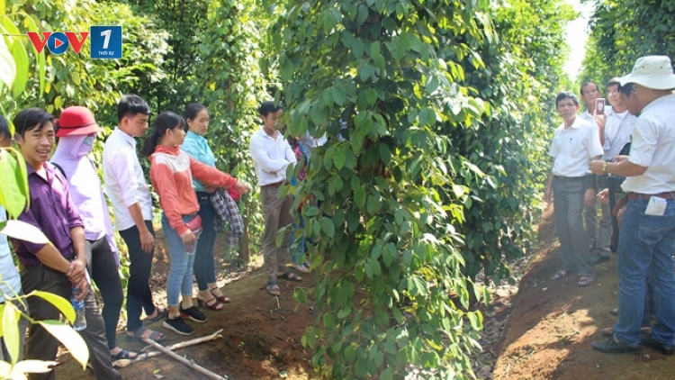 Hướng dẫn phòng chống bệnh hại cho cây hồ tiêu (24/9/2019)