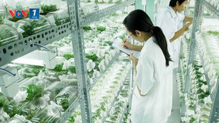 Ứng dụng công nghệ sinh học trong sản xuất nông nghiệp Việt Nam - đâu là giải pháp? (14/9/2019)