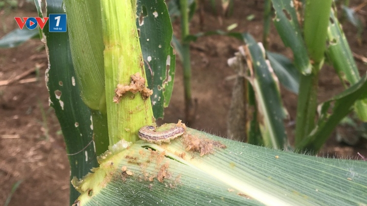 Các giải pháp phòng ngừa sâu keo mùa thu gây hại (10/9/2019)