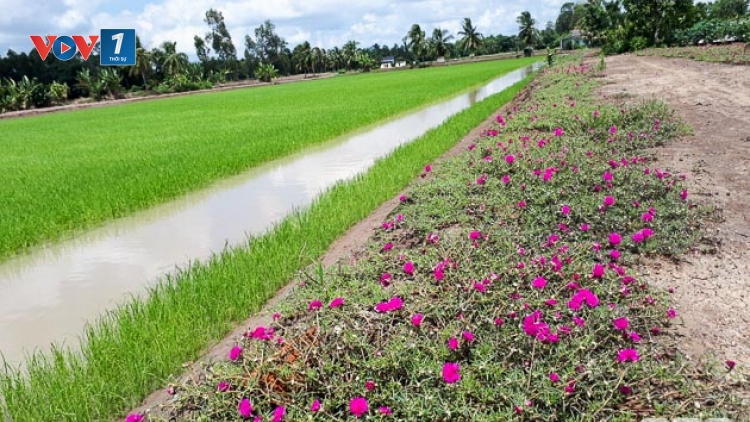 Xây dựng nông thôn mới gắn với tăng cường liên kết sản xuất (26/9/2019)