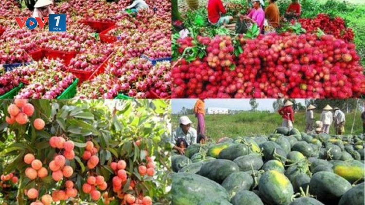 Để nông sản Việt đi theo tín hiệu của thị trường (17/9/2019)