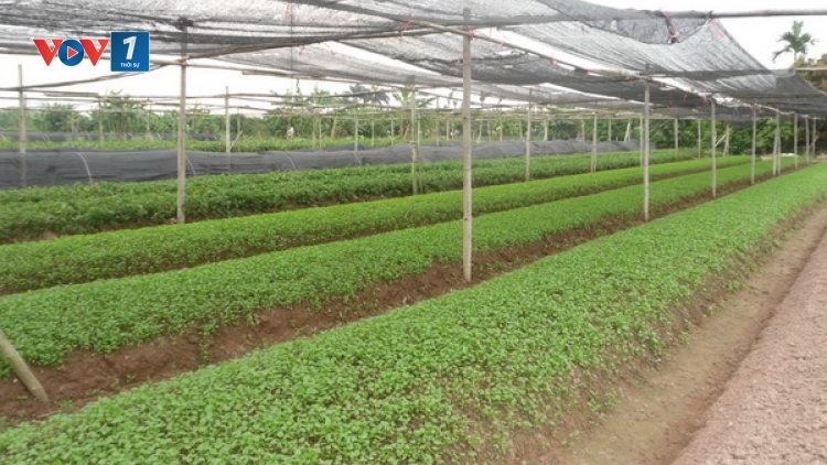 Phát huy hiệu quả "Phong trào nông dân thi đua sản xuất giỏi" (14/1/2020)
