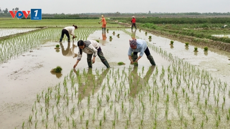 Bà con nông dân tưng bừng xuống đồng cấy lúa chiêm xuân (31/1/2020)