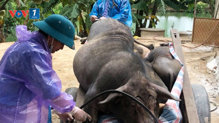 Không chủ quan với dịch bệnh trên gia súc thời điểm cuối năm (16/11/2020)