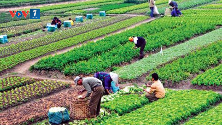 Đẩy mạnh chuỗi liên kết sản xuất tạo bước đột phá cho nông sản chất lượng cao (Ngày 24/11/2020)
