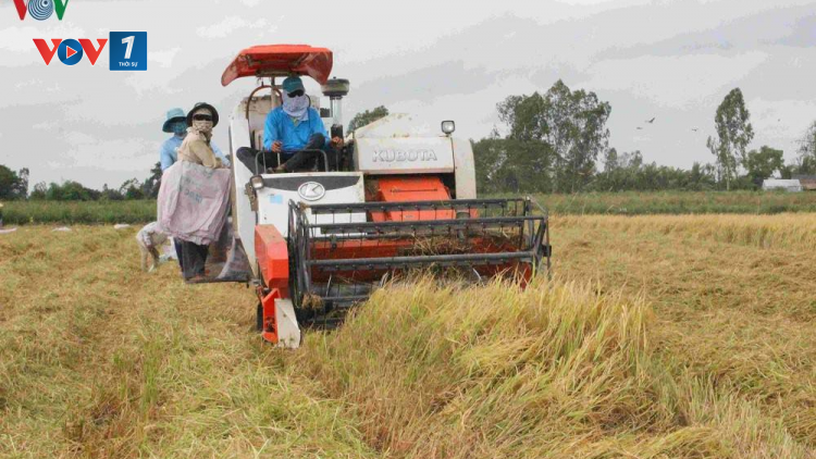 Liên kết để xây dựng nền nông nghiệp hàng hóa (27/11/2020)