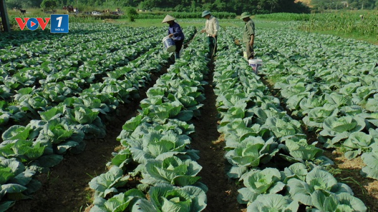 Chăm sóc cây vụ đông đạt năng suất, hiệu quả (10/11/2020)