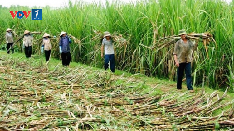 Giải pháp nào gỡ khó cho ngành mía đường Việt Nam trong tình hình mới (05/12/2020)