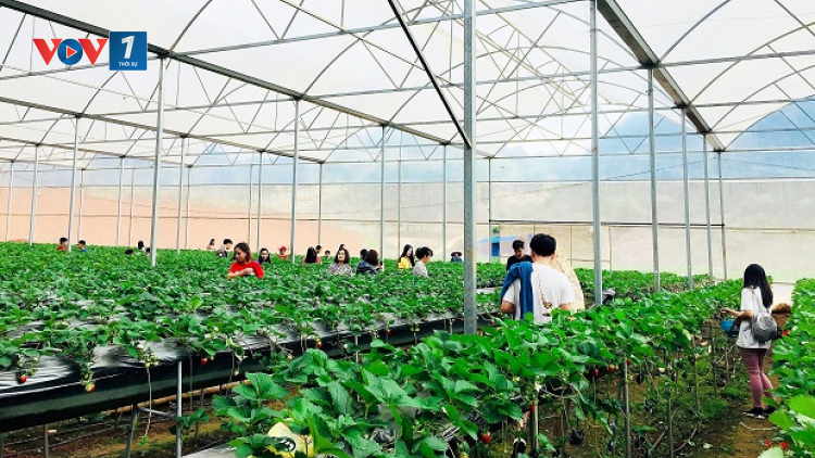 Các địa phương phát triển kinh tế trang trại, hợp tác xã nông nghiệp gắn với du lịch (Ngày 30/11/2020)