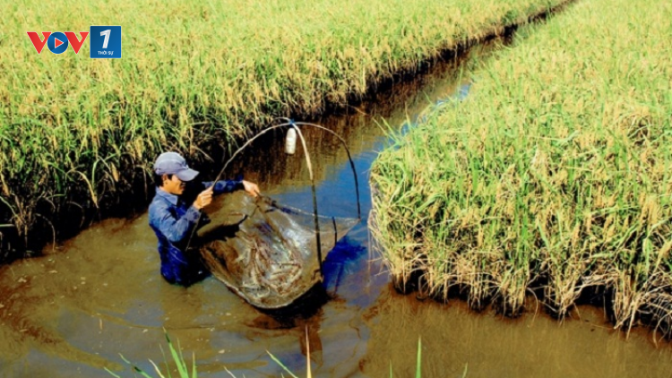 Biến bất lợi thành thuận lợi - những mô hình tiêu biểu tại ĐBSCL thời biến đổi khí hậu (2/12/2020)
