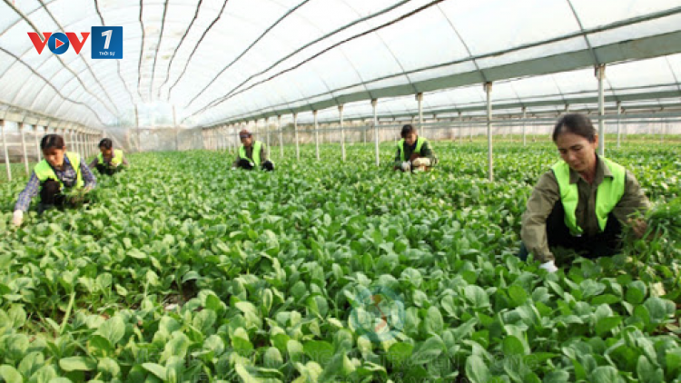 Liên minh HTX Việt Nam hỗ trợ xây dựng chuỗi giá trị sản xuất (18/12/2020)