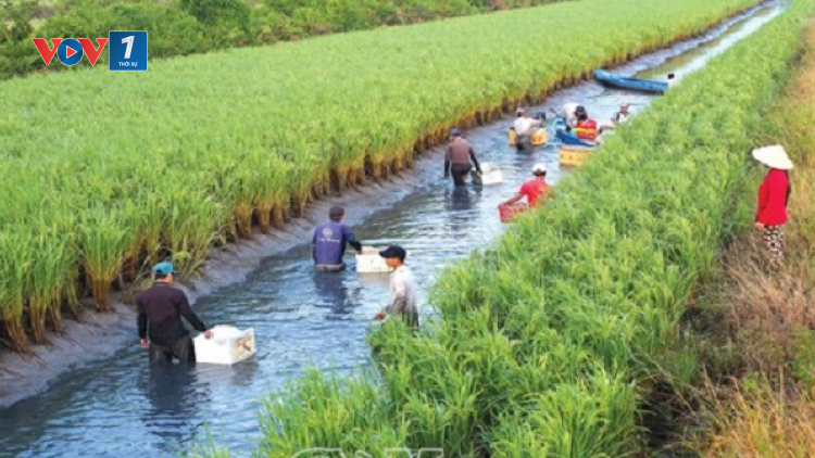 Loạt bài: “Đi tìm mô hình tăng trưởng mới cho ngành nông nghiệp” - Bài 2: “Bão, dịch thành thời cơ – Mặn, lợ là tài nguyên” (17/12/2020)