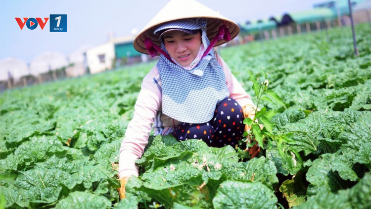 Đẩy mạnh sản xuất hàng hóa, mở rộng thị trường tiêu thụ sản phẩm lợi thế miền núi, vùng sâu, vùng xa và hải đảo (02/12/2020)