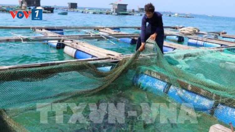 Phát triển nuôi hải sản trên biển ở các địa phương (6/2/2020)
