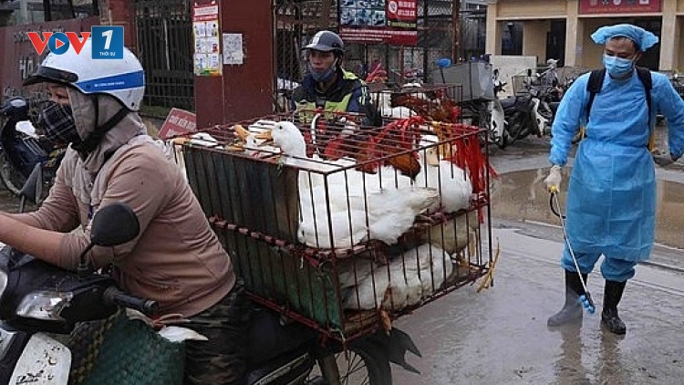 Siết chặt kiểm soát phòng chống buôn lậu gia cầm, ngăn ngừa dịch chồng dịch (20/2/2020)