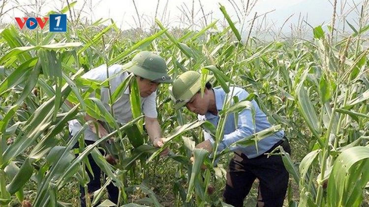 Làm gì để bảo vệ cây trồng trước tình trạng xâm nhập mặn tại đồng bằng sông Cửu Long? (12/2/2020)
