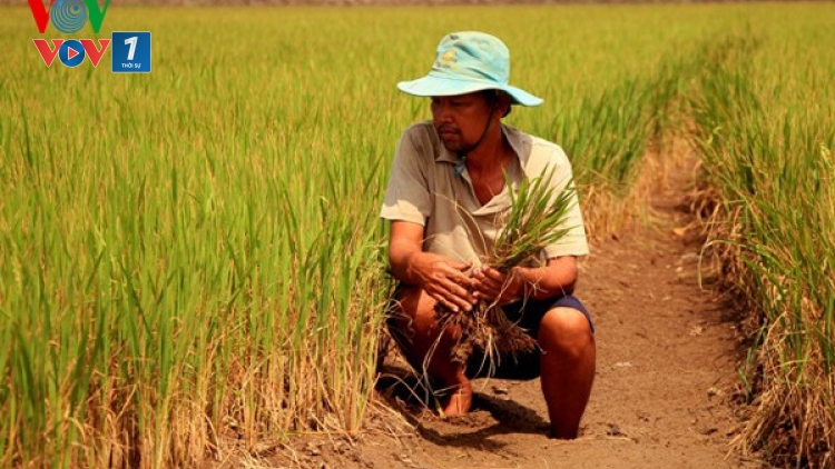 Sống cùng hạn mặn (14/2/2020)