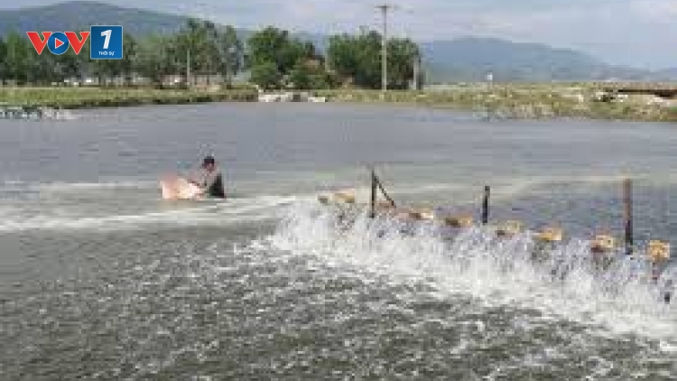 Chủ động bảo vệ vật nuôi thủy sản ngày giá rét (11/2/2020)