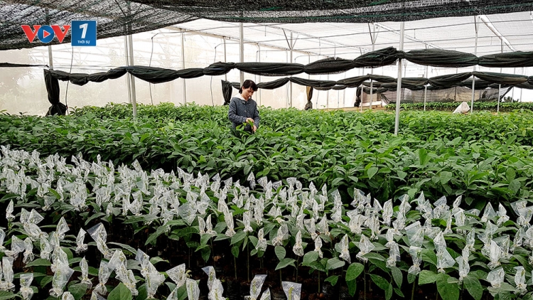 Giống cây trồng, đổi mới để tăng hiệu quả sản xuất (9/2/2020)