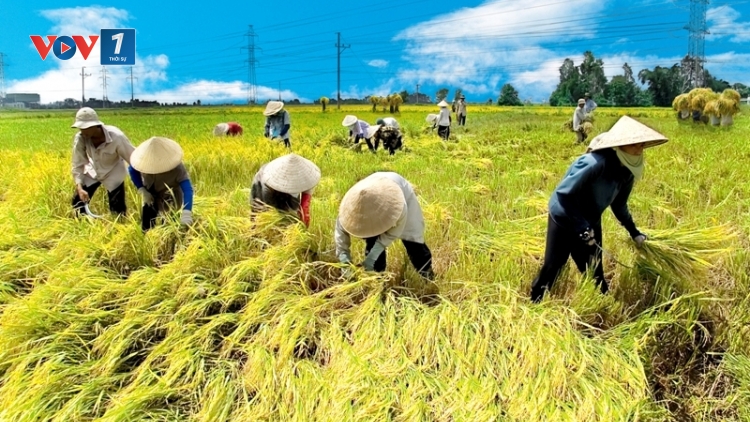 Giấc mơ trên những cánh đồng (15/2/2020)