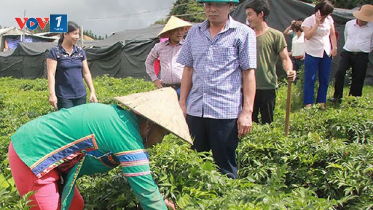 Hỗ trợ bà con dân tộc thiểu số giảm nghèo bền vững: Cần kết nối thị trường tiêu thụ nông sản (24/2/2020)
