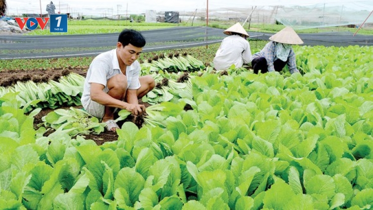 Sản xuất nông nghiệp thích ứng với biến đổi khí hậu (28/2/2020)