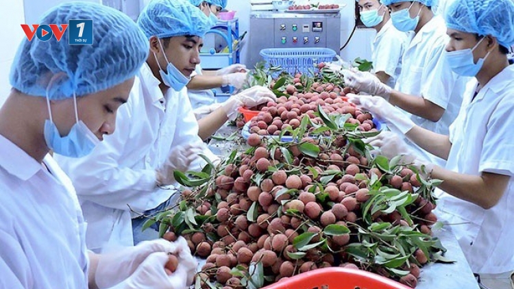 Hiệp định Thương mại Tự do Việt Nam - Liên minh Châu Âu (EVFTA) được thông qua: Cú hích cho xuất khẩu nông sản Việt (20/2/2020)