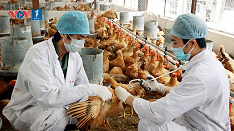 Giải pháp nâng cao hiệu quả phòng chống cúm gia cầm (21/2/2020)