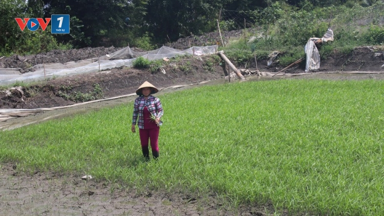 THỜI SỰ 18H CHIỀU 10/2/2020: Bộ Nông nghiệp và Phát triển nông thôn kiểm tra tình hình hạn mặn tại các tỉnh đồng bằng sông Cửu Long.