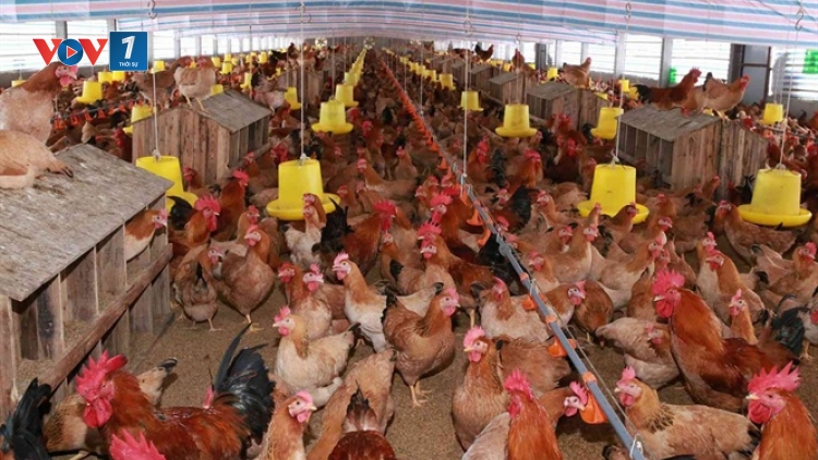 Nâng cao vị thế, hướng đến xuất khẩu ngành chăn nuôi gia cầm (10/3/2020)