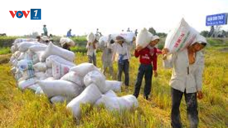 Đồng bằng sông Cửu Long sản xuất thuận thiên thích ứng với biến đổi khí hậu (7/3/2020)